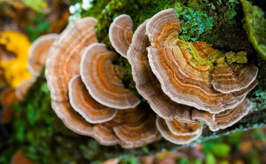 Turkey Tail
