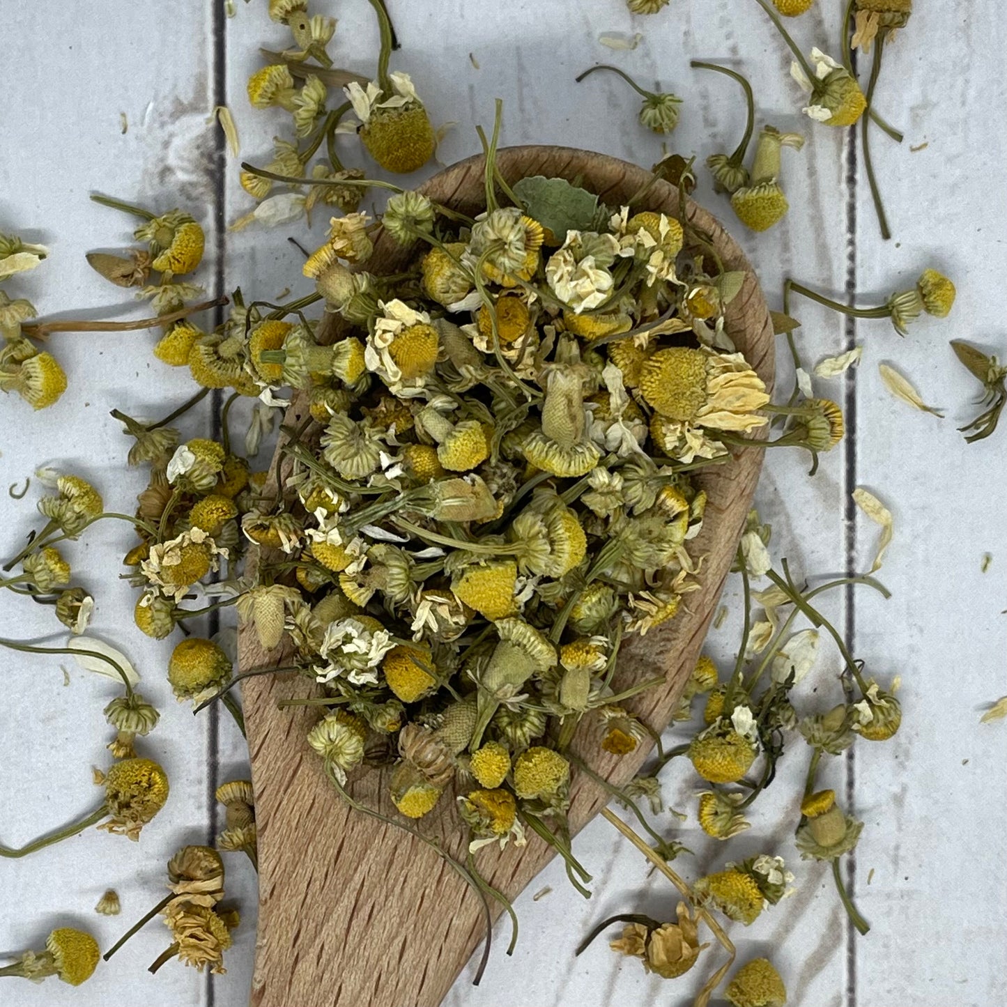 Egyptian Chamomile